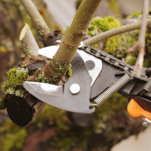 Best Time of Year for Tree Trimming in Boise
