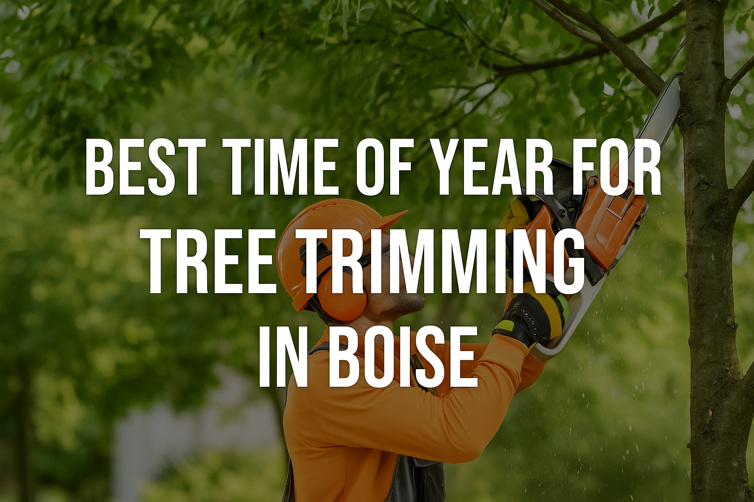 Best Time of Year for Tree Trimming in Boise